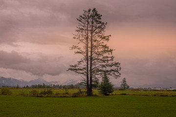 Oregon Tree