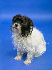 Beautiful Parson Jack Russel Terrier