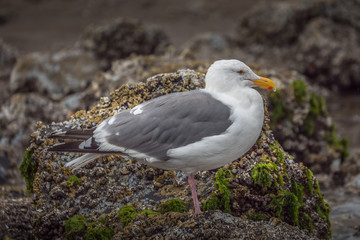 Oregon Sea Gull
