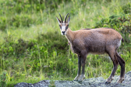 Gams, G&auml;mse, Rupicapra rupicapra