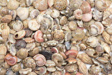 Small seashells texture background. Top view.