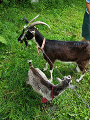Two goats on a green lawn at summer