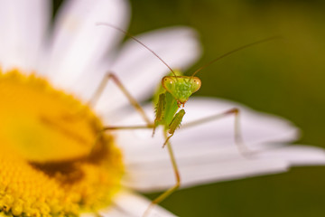 Mantis Hierodula transcaucasica closeup sits on a Daisy flower and looks at the camera.