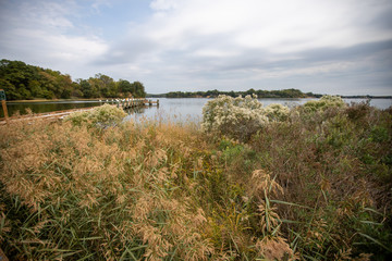 shoreline plants patuxent river calvert county southern maryland overcast early autumn day