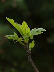 fig tree in spring