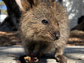 Quokka