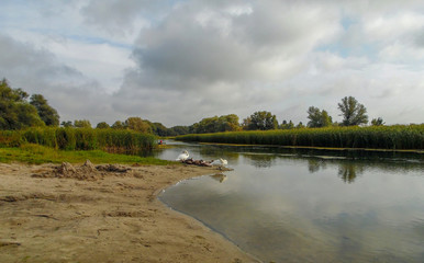 swan family on the background of the river landscape