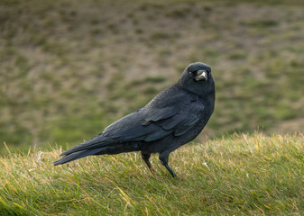 Oregon Crow