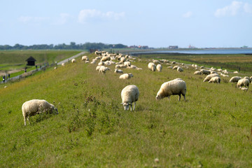 Schafherde auf Deich an der Nordseeküste bei Harlesiel in Niedersachsen - Stockfoto