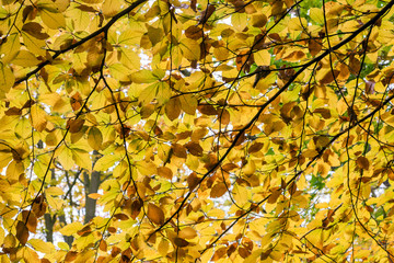 Herbstlicher Hintergrund aus gelb und orange gefärbten Blättern einer Buche