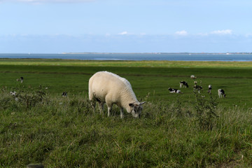 Fototapeta premium Schaf auf Deich an der Nordseeküste mit Blick auf Deichvorland mit Kühen und Wattenmeer - Stockfoto