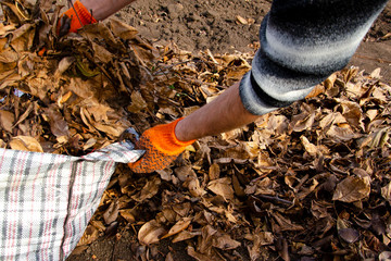 Autumn harvest of fallen yellow leaves