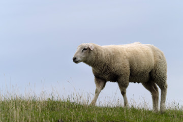 Schaf auf Deichkrone - Stockfoto