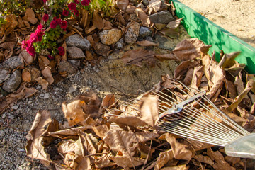 Autumn harvest of fallen yellow leaves
