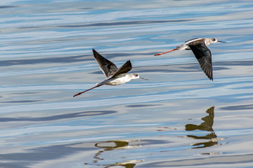 Black-winged stilt (Himantopus himantopus) in flight over Lake Victoria, Entebbe, Uganda