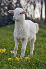 Cute white Lamb standing in spring grass meadow by yellow daffodil flowers.