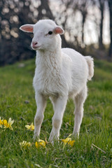 Fototapeta premium Cute white Lamb standing in spring grass meadow by yellow daffodil flowers.