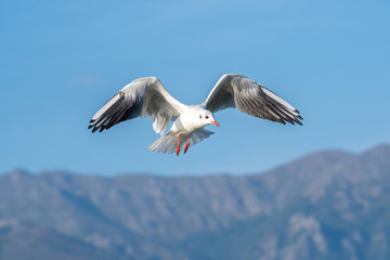 Black headed Gull (Larus ridibundus) in flight close up
