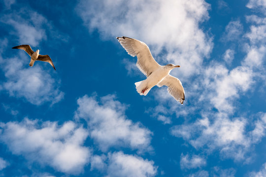 Two seagulls in the sky © Westend61