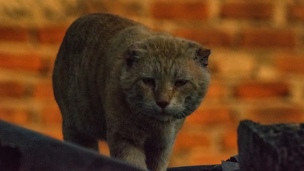 cat on a fence