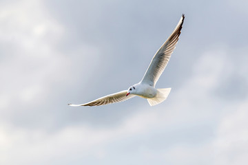 Fototapeta na wymiar Black-headed gull (Chroicocephalus ridibundus) in flight. Wildlife in natural habitat