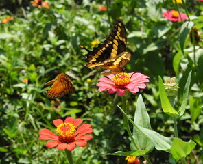 Mariposa, conexión natural, belleza, hermoso, flores naturales, vida, tierra, amor paz, armonía