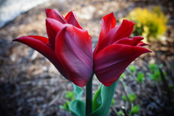 tulipan czerwony - obrazy, fototapety, plakaty