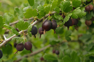  Harvest ripe fruits of black gooseberry.