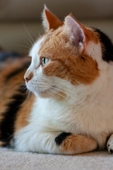 Relaxed domestic cat at home with expressions, indoor. 