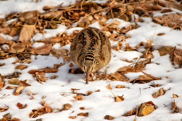 Camouflage bird woodcock. Brown dry leaves and white snow background. Bird: Eurasian Woodcock. Scolopax rusticola.