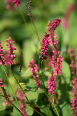 Fototapeta premium Bistorta amplexicaulis the red bistort