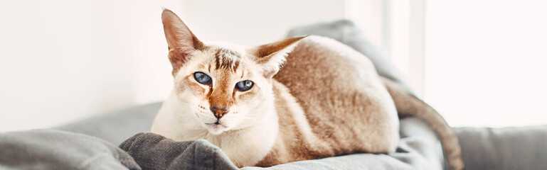 Blue-eyed oriental cat lying on couch sofa looking at camera. Fluffy domestic pet with blue eyes...