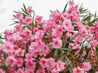 Close up pink (Oleander Nerium)   flower in nature garden