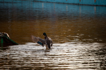 Duck takes off from the water of a pond in the autumn park