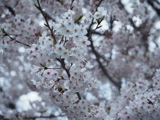 Japanese SAKURA