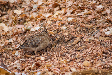 Camouflage bird woodcock. Brown dry leaves and white snow background. Bird: Eurasian Woodcock. Scolopax rusticola.