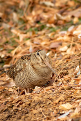 Camouflage bird woodcock. Brown dry leaves and white snow background. Bird: Eurasian Woodcock. Scolopax rusticola.