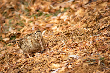 Camouflage bird woodcock. Brown dry leaves and white snow background. Bird: Eurasian Woodcock. Scolopax rusticola.