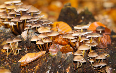 Close up of group small mushrooms (mycena) growing on dead tree trunk in forest - Germany