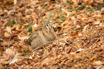 Camouflage bird woodcock. Brown dry leaves and white snow background. Bird: Eurasian Woodcock. Scolopax rusticola.