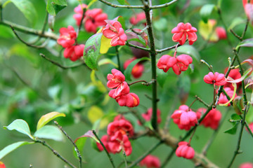 Gewöhnlicher Spindelstrauch