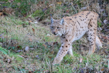 luchs