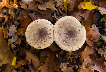 Top view close up on parasol mushroom (macrolepiota procera) with leaves foliage background - Germany