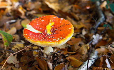 Top view close up of isolated toadstool (amanita muscaria, fly agaric) with brown foliage background - Germany