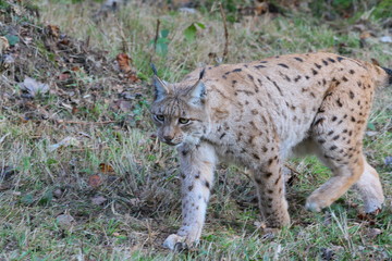 luchs