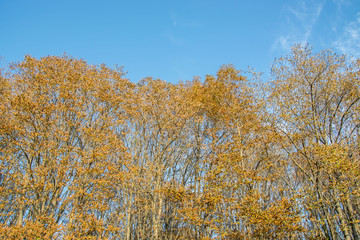Beautiful autumn forest, orange leaves and beautiful trees against blue sky, outdoors, fall colors in the park 