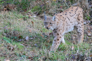 luchs