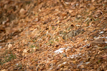 Camouflage bird woodcock. Brown dry leaves and white snow background. Bird: Eurasian Woodcock. Scolopax rusticola.