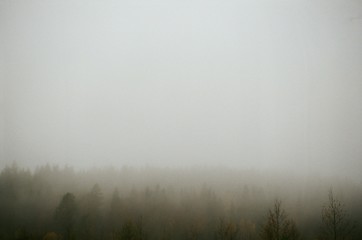 fog in forest