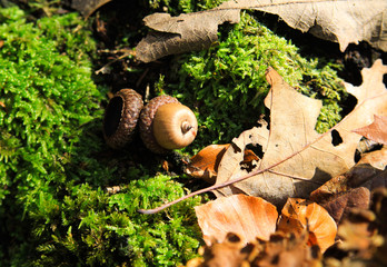 Autumn mood atmosphere: Natural hazelnut, mushroom and foliage leaves on tree trunk with green moss in bright autumn sun - Germany